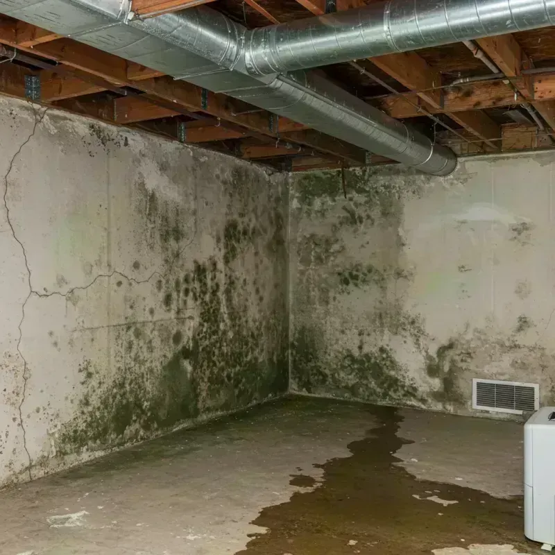 Professional Mold Removal in Meriden, CT